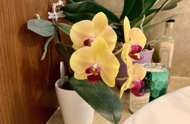 Orchid in bloom